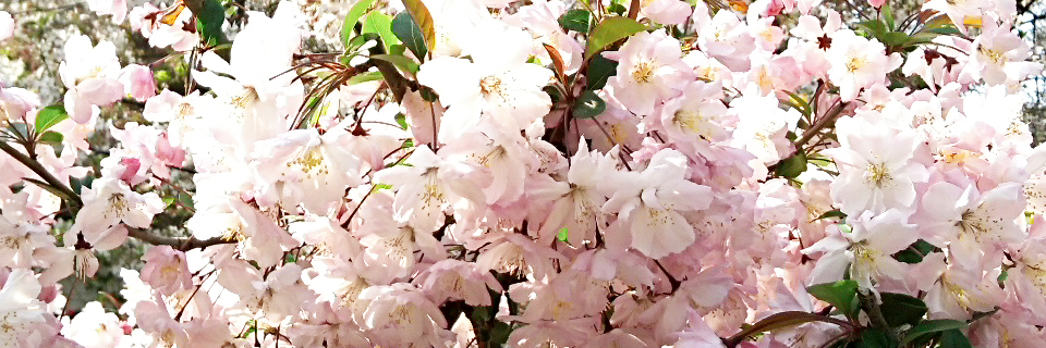 sakura